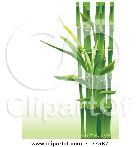 Clipart Illustration of Stalks Of Lush Green Bamboo On A Gradient And Misty Green Background by Eugene