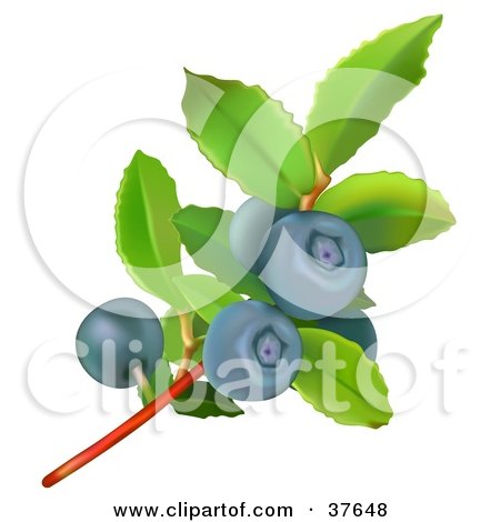 Clipart Illustration of a Blueberry Plant With Green Leaves And Ripe Berries by dero
