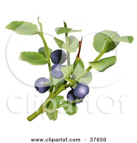 Clipart Illustration of Leaves And Berries Of A Blueberry Plant by dero