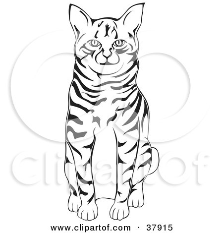 Clipart Illustration of a Black And White American Bobtail Cat Sitting by David Rey