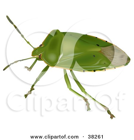 Clipart Illustration of a Green Stink Bug Or Green Soldier Bug (Acrosternum Hilare) by dero
