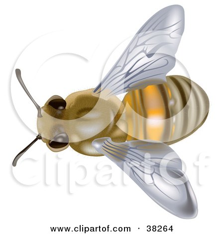 Clipart Illustration of an Aerial View Of A European Honey Bee Or Western Honey Bee (Apis Mellifera) by dero