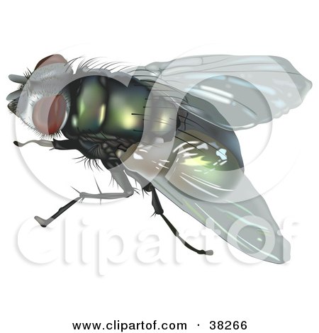 Clipart Illustration of a Calliphoridae Fly by dero