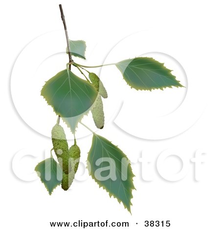 Clipart Illustration of a Birch Branch With Leaves And Catkins by dero