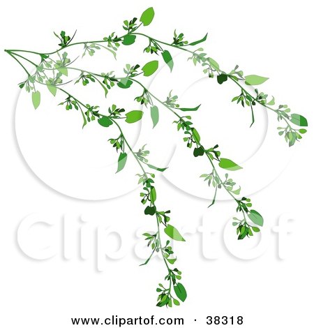 Clipart Illustration of a Lush Green Creeper Plant by dero