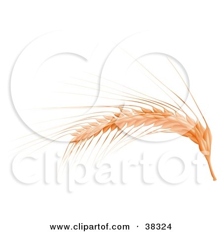Clipart Illustration of a Wheat Stalk Bent Over by dero