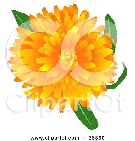 Clipart Illustration of a Blooming Pot Marigold Or Scotch Marigold (Calendula Officinalis) Flower by dero