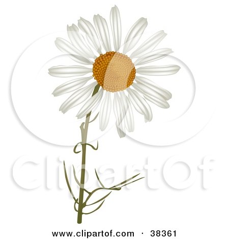 Clipart Illustration of a White Camomile Flower by dero