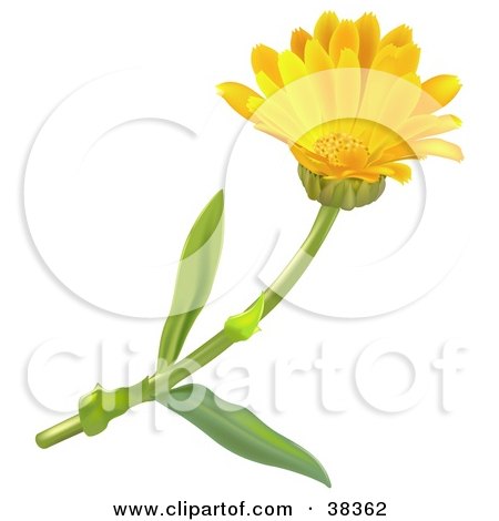 Clipart Illustration of a Yellow Pot Marigold Or Scotch Marigold (Calendula Officinalis) Flower by dero