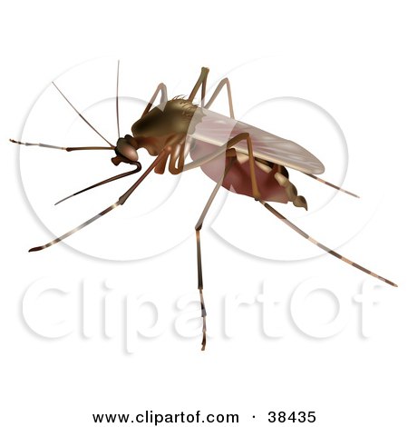 Clipart Illustration of a Culex Sp Mosquito by dero