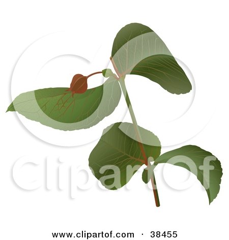 Clipart Illustration of a Branch Of A Eucalyptus Plant by dero