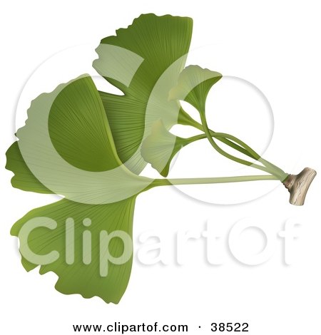 Clipart Illustration of Green Ginkgo Biloba Leaves by dero