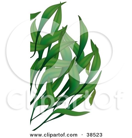 Clipart Illustration of Long Green Leaves by dero
