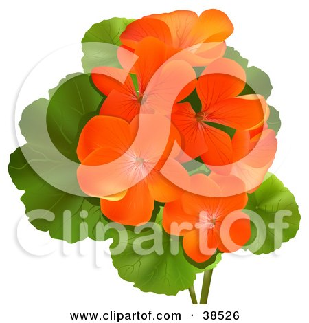 Clipart Illustration of Orange Geranium Or Storksbill (Pelargonium) Flowers With Green Leaves by dero