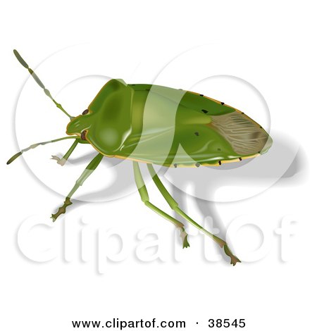 Clipart Illustration of a Green Stink Bug (Acrosternum Hilare) by dero
