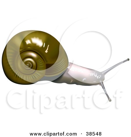 Clipart Illustration of a Robust Lancetooth Snail (Haplotrema Vancouverense) by dero