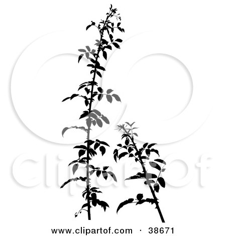 Clipart Illustration of Two Shrub Branch Silhouettes by dero