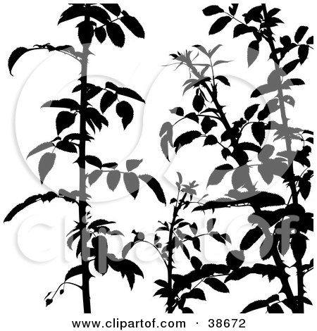 Clipart Illustration of Silhouetted Shrub Branches by dero