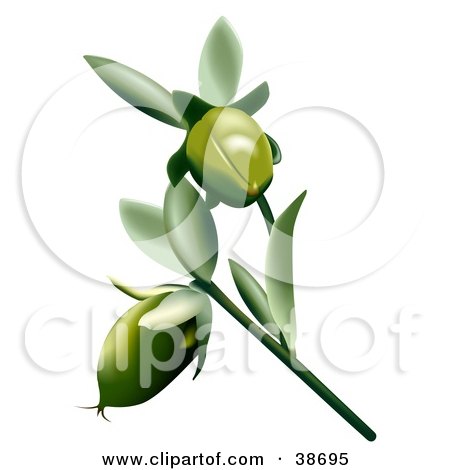 Clipart Illustration of Two Jojoba (Simmondsia Chinensis) Flowers by dero