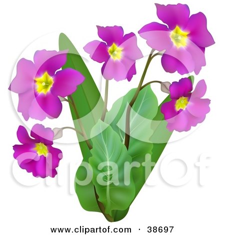 Clipart Illustration of a Plant Growing Purple Flowers by dero