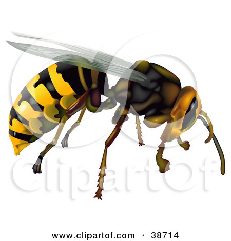 Clipart Illustration of a Flying Common Wasp (Vespula Vulgaris) by dero