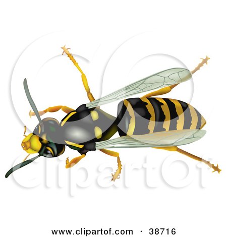 Clipart Illustration of an Aerial View Of A Common Wasp (Vespula Vulgaris) by dero