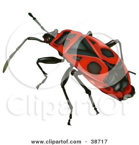 Clipart Illustration of a Red Firebug (Pyrrhocoris Apterus) by dero