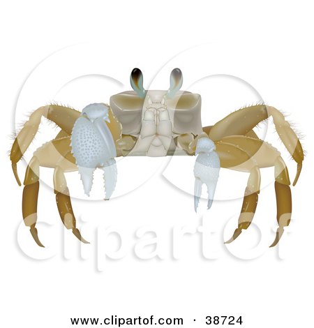 Clipart Illustration of a Beige Malocostraca Crab by dero