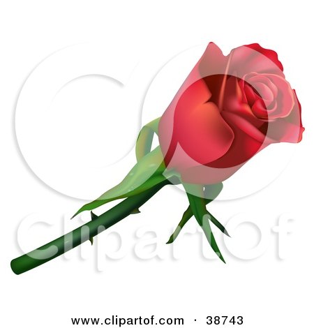 Clipart Illustration of a Single Red Rose With Thorns by dero