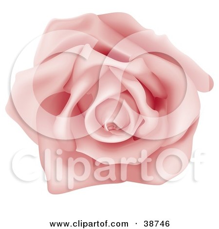 Clipart Illustration of a Fully Bloomed Single Pink Rose by dero