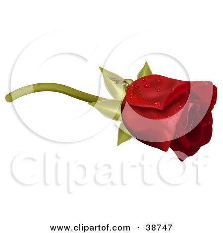 Clipart Illustration of Dew Drops on a Single Red Rose by dero