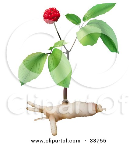 Clipart Illustration of a Ginseng Plant by dero