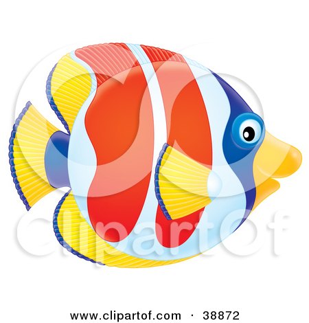 Clipart Illustration of a Friendly Yellow, Blue, White And Red Tropical Fish In Profile by Alex Bannykh
