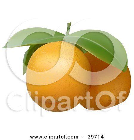 Clipart Illustration of Two Fresh Tangerines With Leaves On A Stem by dero