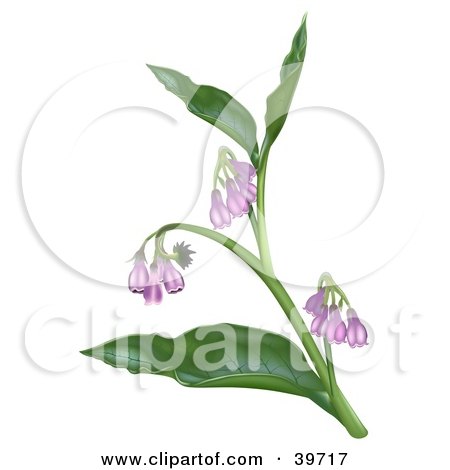 Clipart Illustration of a Plant With Purple Symphytum Officinale Flowers by dero