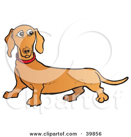 Clipart Illustration of a Confused Brown Dachshund Dog by Snowy