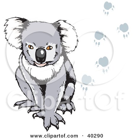 Clipart Illustration of a Koala With Paw Prints by Dennis Holmes Designs
