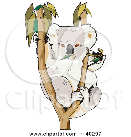 Clipart Illustration of a Koala Munching On Leaves In A Tree by Dennis Holmes Designs