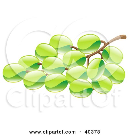 Clipart Illustration of a Shiny Organic Bunch Of Green Grapes by AtStockIllustration