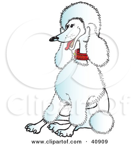 Clipart Illustration of a Happy And Relaxed White Poodle Wearing A Collar And Sitting by Snowy