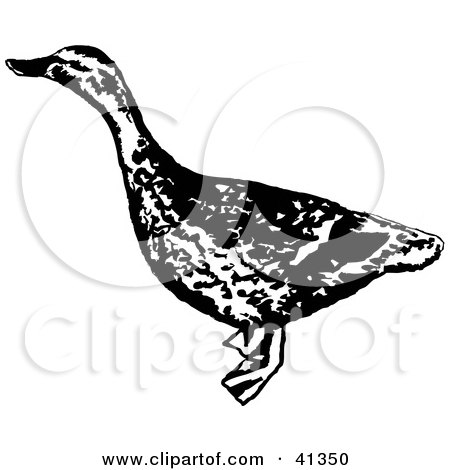 Clipart Illustration of a Black And White Sketch Of A Female Mallard Duck by Prawny