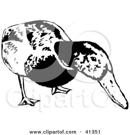 Clipart Illustration of a Black And White Sketch Of A Curious Mallard Duck by Prawny