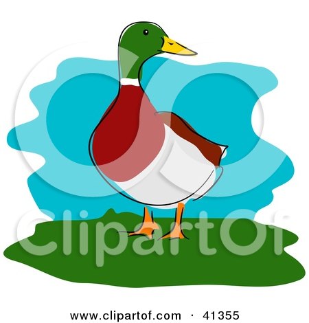 Clipart Illustration of a Male Mallard Duck Standing On Grass And Looking Right by Prawny