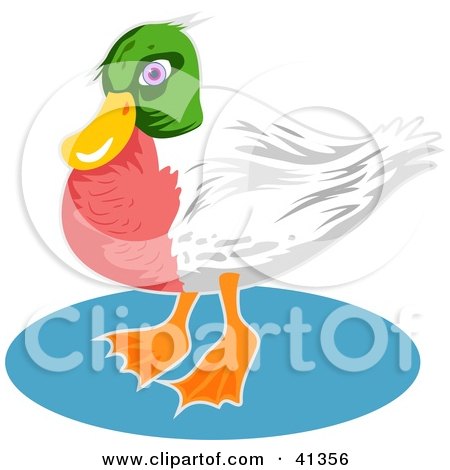 Clipart Illustration of a Green Headed Duck With A Red Chest And White Wings by Prawny