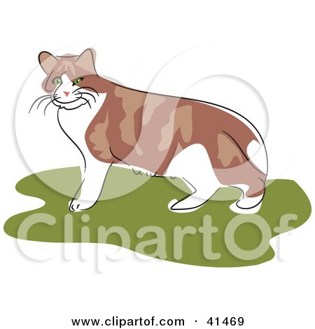Clipart Illustration of an Alert Brown And White Cat Standing On Grass by Prawny