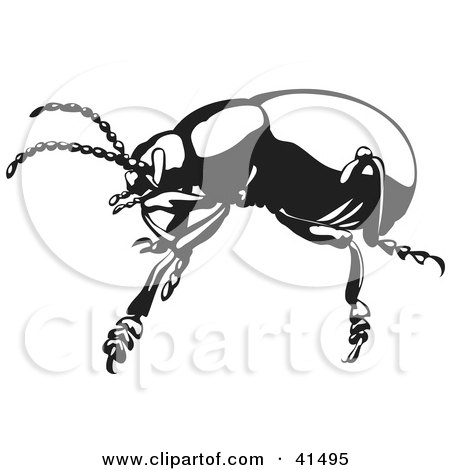 Clipart Illustration of a Black And White Sketch Of A Bloody Nosed Beetle by Prawny