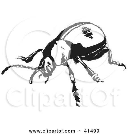 Clipart Illustration of a Black And White Bloody Nosed Beetle Sketch by Prawny
