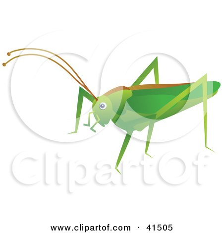Clipart Illustration of a Green Cricket With A Brown Line On Its Back by Prawny