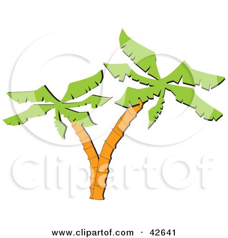 Clipart Illustration of a Double Trunked Palm Tree by Dennis Holmes Designs