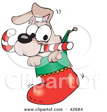 Clipart Illustration of a Cute Puppy With A Candy Cane, Peeking Out Of A Christmas Stocking by Dennis Holmes Designs